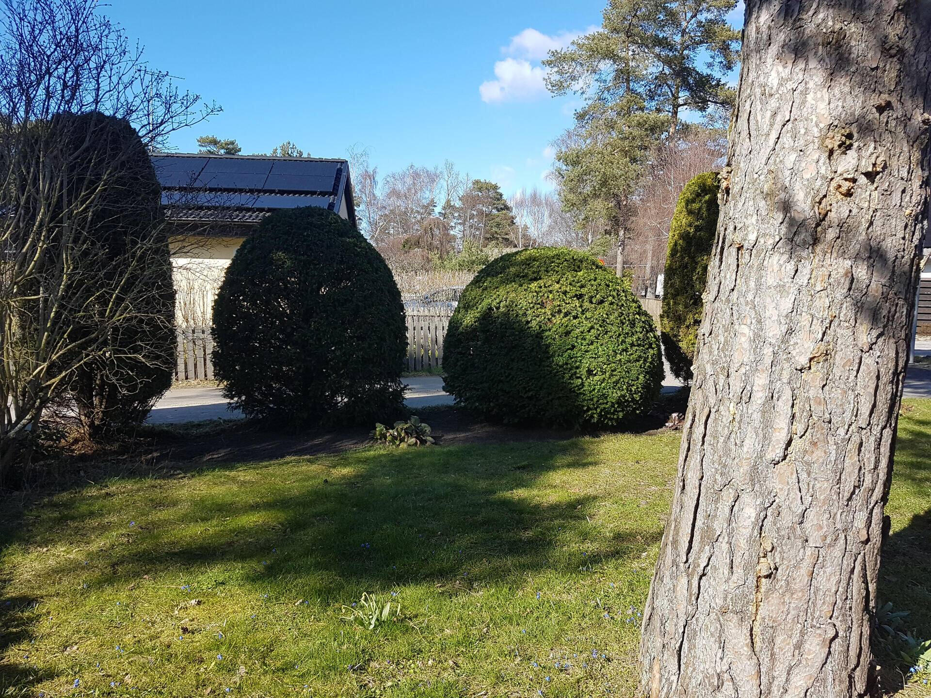 bush cutting